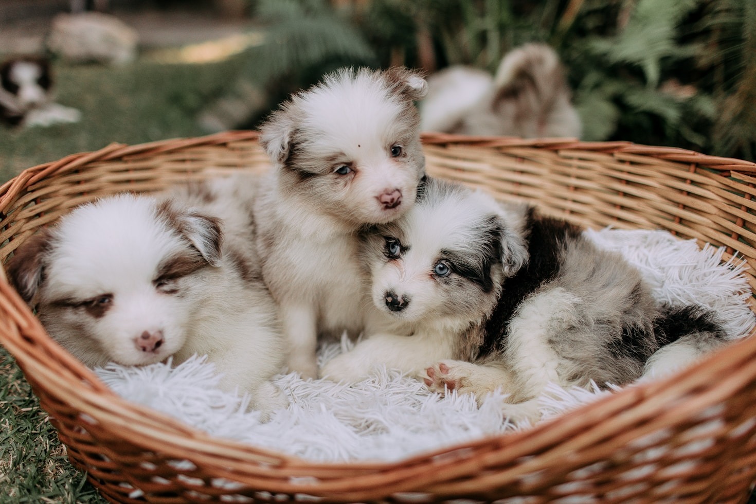 Top 10 produkter til hunde i 2023