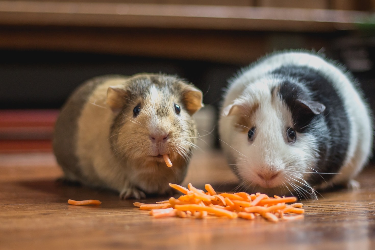 Alt hvad du behøver for din nye hamster